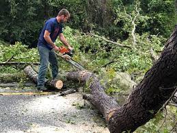 Reliable Edgerton, WI Tree Services Solutions